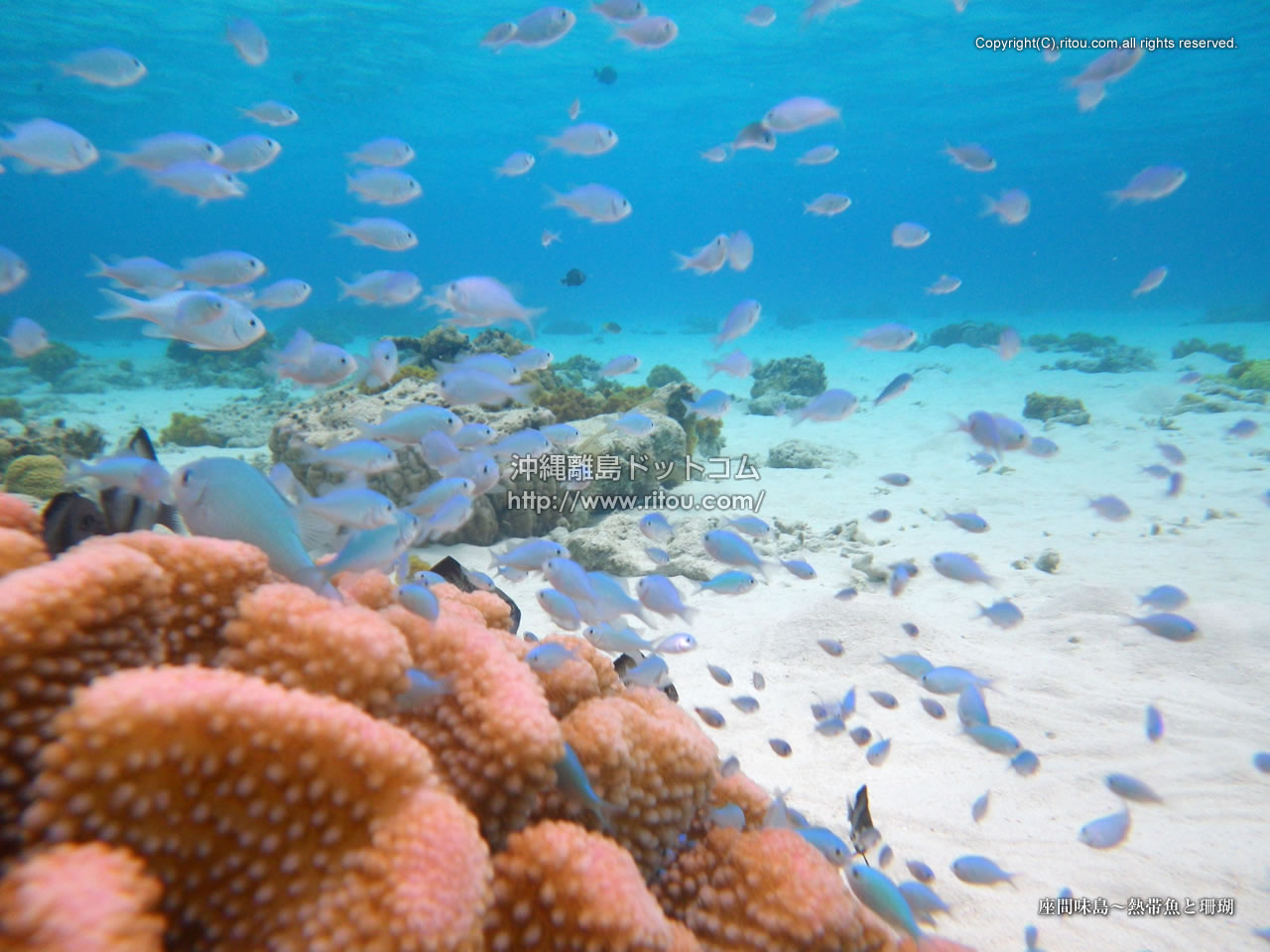 座間味島〜熱帯魚と珊瑚