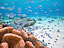 座間味島〜熱帯魚と珊瑚