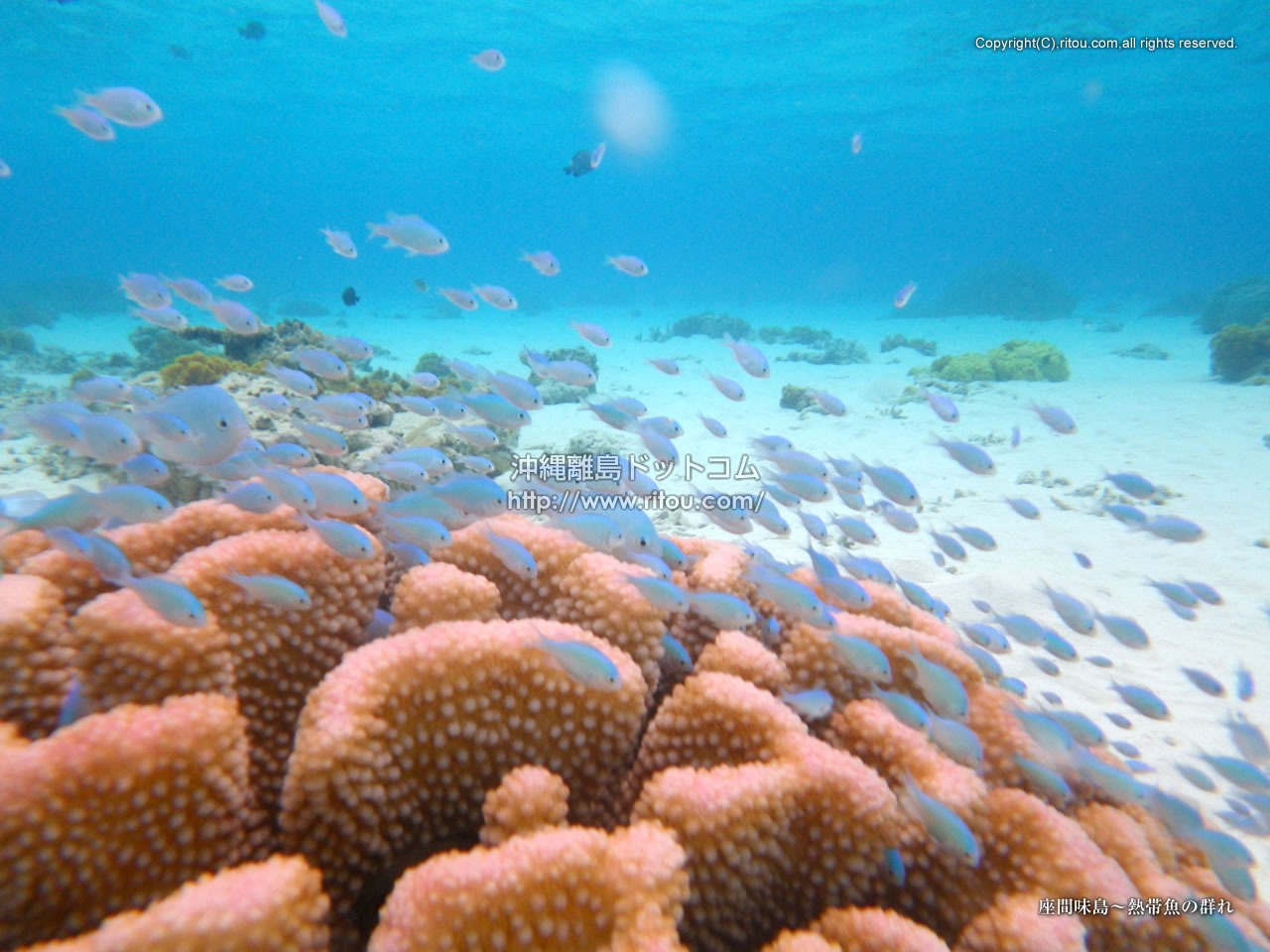 座間味島 熱帯魚の群れ 沖縄離島の壁紙