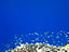 西表島〜天然の青色（サイズ「143 KB」／撮影「2012/7」）