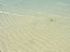 久米奥武島〜海と白い砂（サイズ「330 KB」／撮影「2010/3」）