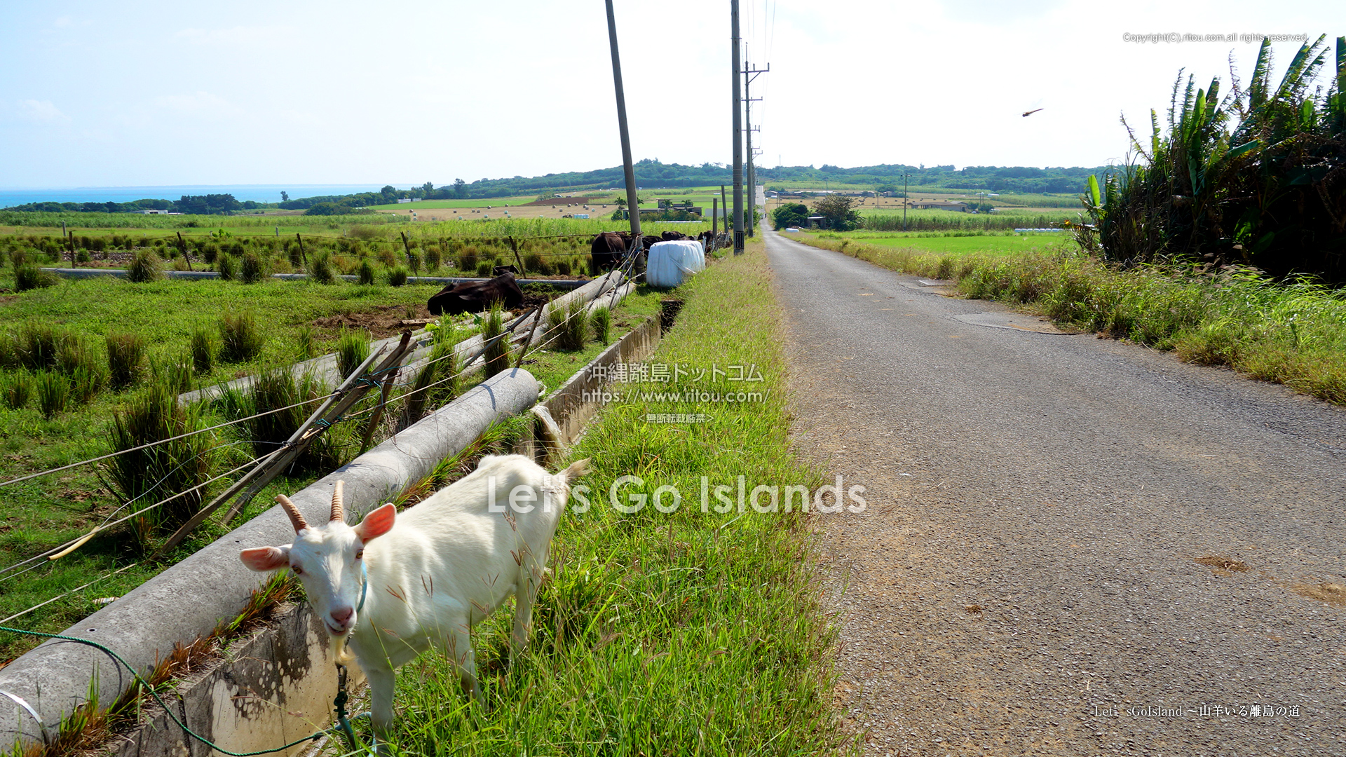 Let’sGoIsland〜山羊いる離島の道