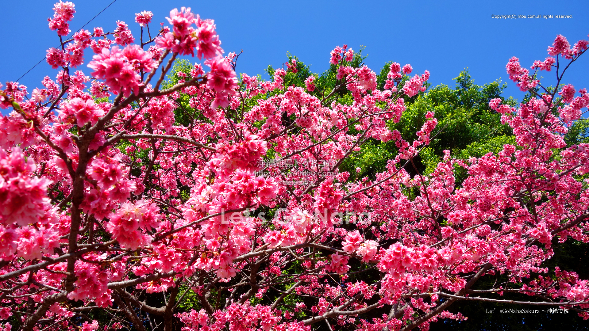 Let’sGoNahaSakura〜沖縄で桜