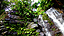 西表島〜梅雨のゲータの滝