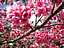 那覇〜与儀公園の桜の花