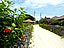 竹富島〜赤瓦と花と町並み（サイズ「342 KB」／撮影「2013/4」）