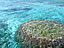 与論島〜透明な海に珊瑚礁（サイズ「511 KB」／撮影「2009/5」）