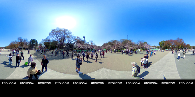 「上野公園・桜並木起点」VR360度画像