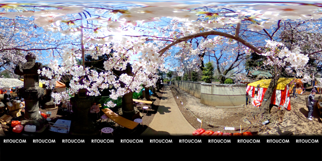 「上野東照宮・桜と縁日」VR360度画像