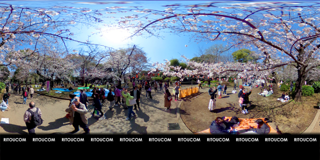 「上野公園花見宴会場所」VR360度画像