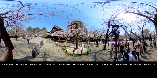 「桜の標準木＠靖国神社」VR360度画像