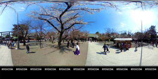 「靖国神社・本殿前の桜と宮司さん」VR360度画像