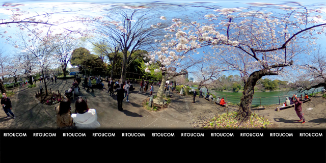 「千鳥ヶ淵・唯一の満開近い桜」VR360度画像