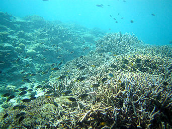嘉比島の嘉比南の海の中：岩礁と珊瑚礁のミックスした海でした