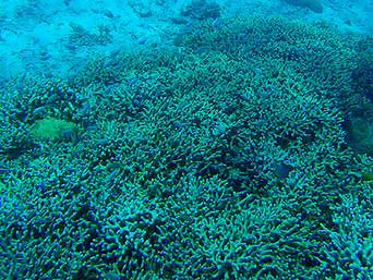 安室島の海峡近くの海の中：枝サンゴがいっぱいあるポイントも