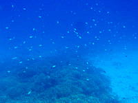 安室島の海峡近くの海の中 - 基本的にかなり深いポイント