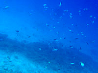 安室島の海峡近くの海の中 - 素潜りには良いがシュノーケリングには向かない