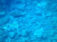 粟国島の筆ん崎南の海の中 - 中型の魚がずっと追いかけてきました