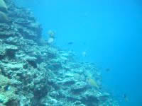粟国島の筆ん崎南の海の中 - リーフは綺麗だけど珊瑚は死滅・・・