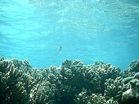 粟国島のウーグインリーフの海の中 - 水の透明度は離島だけあってかなり良いです