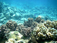 粟国島のウーグインリーフの海の中 - 珊瑚はインリーフ特有の感じです