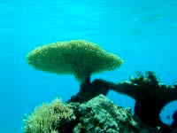 阿嘉島のニシ浜の海の中 - 生きているサンゴが多いです