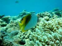 阿嘉島のニシ浜の海の中 - 魚の種類がいろいろです