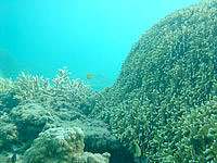 阿嘉島の阿嘉ビーチの海の中 - 魚は少なめでやや濁り気味