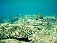 阿嘉島のヒズシビーチの海の中 - 全般的に魚影は少なめで珊瑚が多い