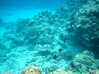 ニシ浜北のはずれの海の中(沖縄本島離島/阿嘉島の水中/素潜り/ダイビング)