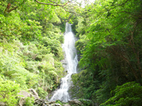 奄美大島「フナンギョの滝」