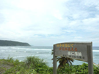 奄美大島の佐仁海浜：奄美大島最北部の海岸線