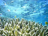 下地島と上地島の間の珊瑚礁