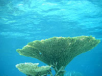 バラスのバラスと鳩間島の珊瑚礁