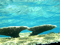 バラスのバラスと鳩間島の珊瑚礁 - 生き生きした珊瑚礁がいろいろ見れます