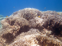 バラスのバラス北の沖 - サンゴの根も多い