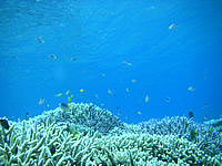 バラスのバラス海の中 - 枝サンゴには小魚が住み着いています