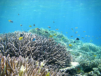 バラスのバラス珊瑚：生き生きとした珊瑚礁も場所によってはあります