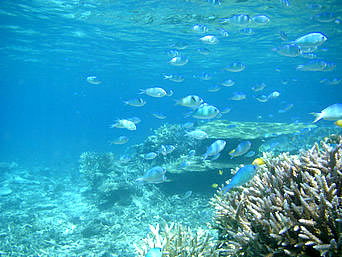 バラスのバラスと鳩間島の魚たち：サンゴも魚もとても多いポイント