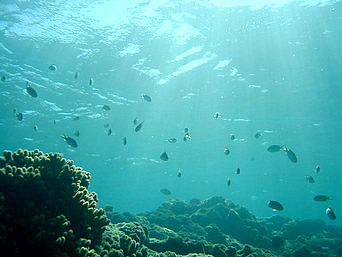 中部の渡具知ビーチの海の中：沖の深い場所まで行けば多少は魚も！？