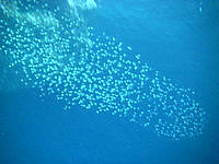 中部の青の洞窟の海の中/真栄田岬 - ハタンポの大群が洞窟内の海には居ます