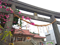 中部の普天間宮/琉球八社 - 鳥居脇に桜もあります