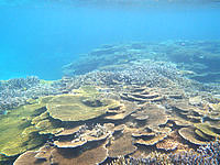 波照間島のニシ浜の海の中 - テーブルサンゴも豊かです