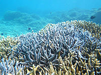 波照間島のニシ浜の海の中 - 枝サンゴも生き生きしています