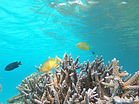 波照間島のニシ浜の海の中 - サンゴが豊かだと魚も元気