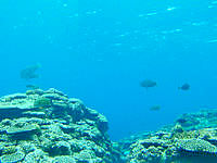 鳩間島の島仲浜の海の中 - 透明度はかなり良い