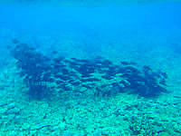 鳩間島の島仲浜の海の中 - 魚の大群にもお目にかかれるかも？