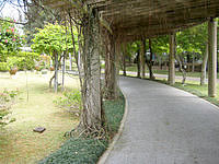 北部の熱帯・亜熱帯都市緑化植物園 - パーゴラの散策路