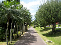 北部の熱帯・亜熱帯都市緑化植物園 - ヤシ並木が続いています