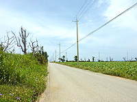 伊計島の道